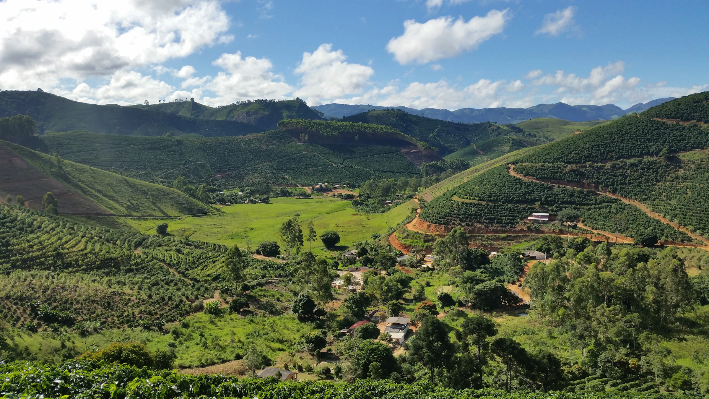Cafetales en un valle verde rodeado de montañas